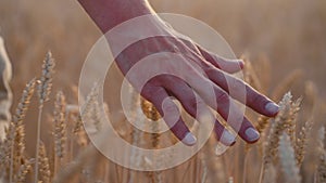 Hand of farmer touching spikelets in wheat field