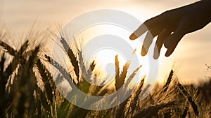 Hand of a farmer touching wheat field