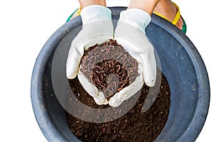 Hand of farmer with white glove  holding fertilizer. Vermicompost and earthworms   on white background