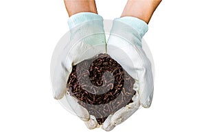 Hand of farmer with white glove  holding fertilizer. Vermicompost and earthworms   on white background.Saved with clipping path