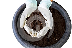 Hand of farmer with white glove  holding fertilizer. Vermicompost   on white background