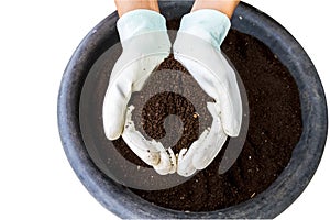 Hand of farmer with white glove  holding fertilizer. Vermicompost   on white background.Saved with clipping path