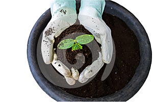 Hand of farmer with white glove  holding fertilizer. Vermicompost and young plant   on white background