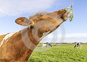 Hand fed cow stretched neck in front of green pasture landscape and blue sky
