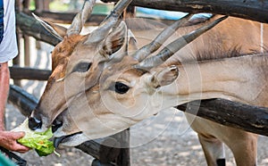 Hand feed Antelope.