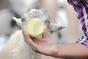 Hand Feeding Baby Goat