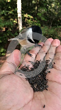Hand Feeding black capped chickadee with  Seeds in Park.
