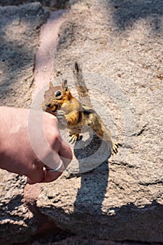 Hand Feeding Chipmunk