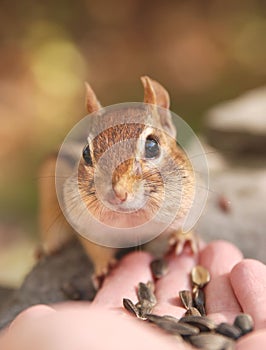 Hand-feeding chipmunk