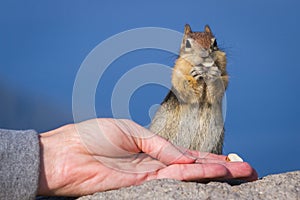 Hand feeding a chipmunk