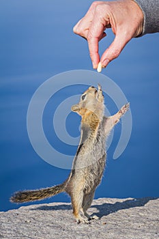 Hand feeding a chipmunk