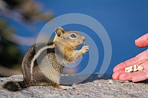 Hand feeding a chipmunk