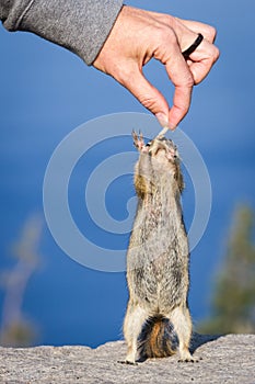 Hand feeding a chipmunk