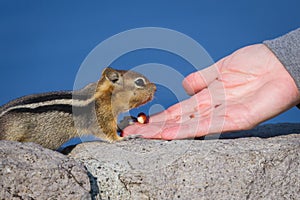 Hand feeding a chipmunk