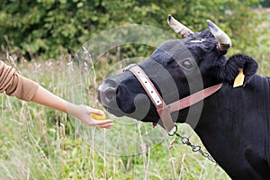 Hand feeding cow