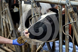 Hand feeding cow with hay in cowshed at dairy farm