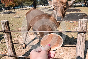 Hand feeding a deer with a biscuit in Nara Park in Japan