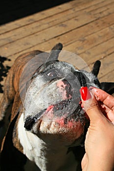 Hand Feeding The Dog