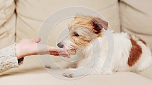 Hand feeding dog, easy puppy training and trust