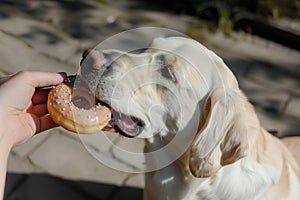 hand feeding a donut to a dog, pet treat