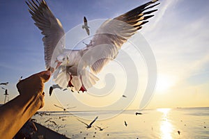 Hand feeding food to sea gull while flying hovering with sun set background