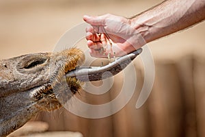 Hand Feeding a Giraffe at Zoo