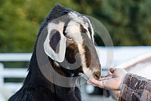 Hand feeding goat at country farm animal petting zoo
