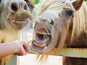 Hand feeding a horse with carrot. Fedding Pet Concept.