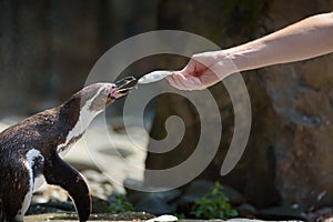 Hand feeding a Humboldt penguin with a fish