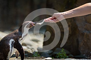 Hand feeding a Humboldt penguin with a fish
