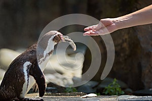 Hand feeding a Humboldt penguin with a fish