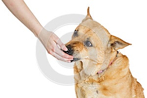 Hand feeding large dog treat