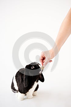 Hand Feeding Miniature Black And White Flop Eared Rabbit With Treat Against White Background