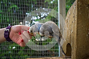 Hand Feeding Parakeet