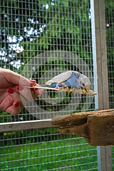 Hand Feeding Parakeet