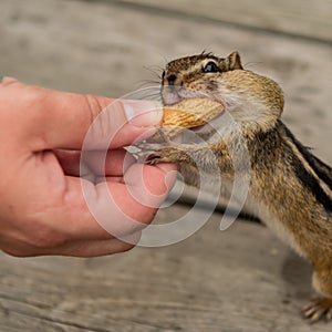 Hand Feeding Peanut in Shell to Chipmunk