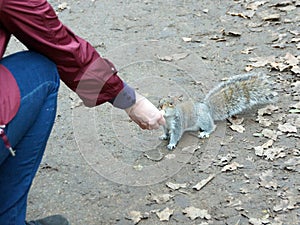 Hand feeding a peanut to a grey squirrel
