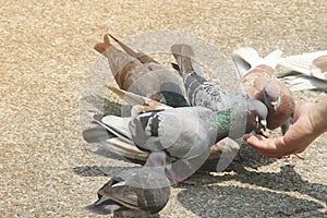 Hand Feeding Pigeons