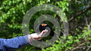 Hand feeding a red wing blackbird.