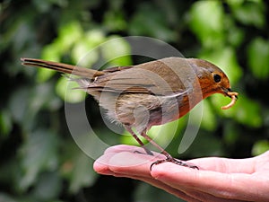 Hand Feeding a Robin Redbreast