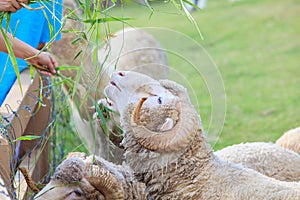 Hand feeding ruzi grass for merino sheep in farm