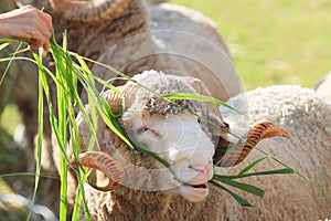 Hand feeding ruzi grass for merino sheep in farm