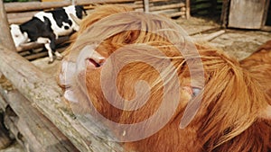 Hand-feeding Scottish cows in the paddock, closeup