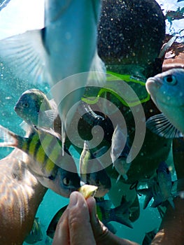 Hand feeding sergeant major fish