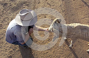 Hand feeding sheep in outback Australia