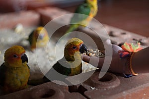 Hand feeding young parrots