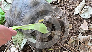 Hand feeds giant tortoise