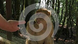 The Hand Feeds A Monkey