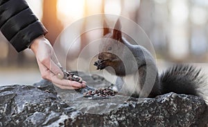 The hand feeds nuts to a squirrel. Closeup