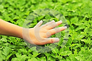 Hand feel motherwort herb